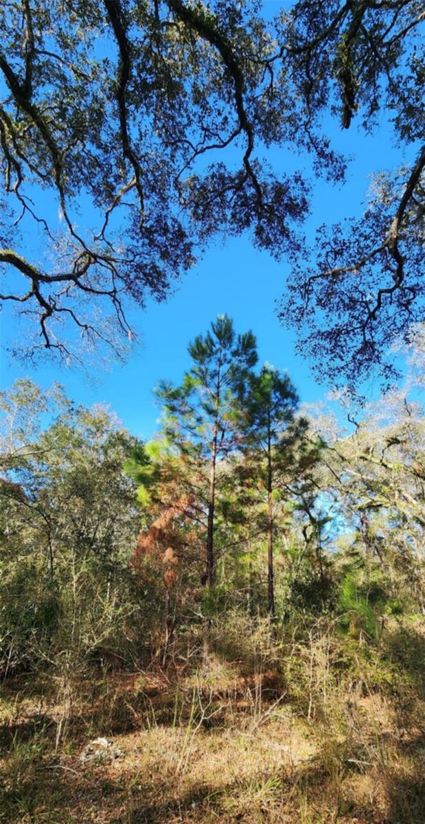 3190 NW 70 WAY, BELL, FL, 32619