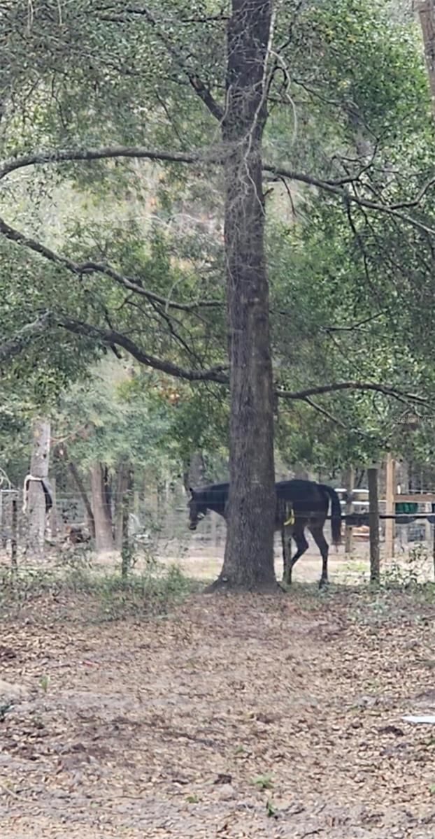 3190 NW 70 WAY, BELL, FL, 32619