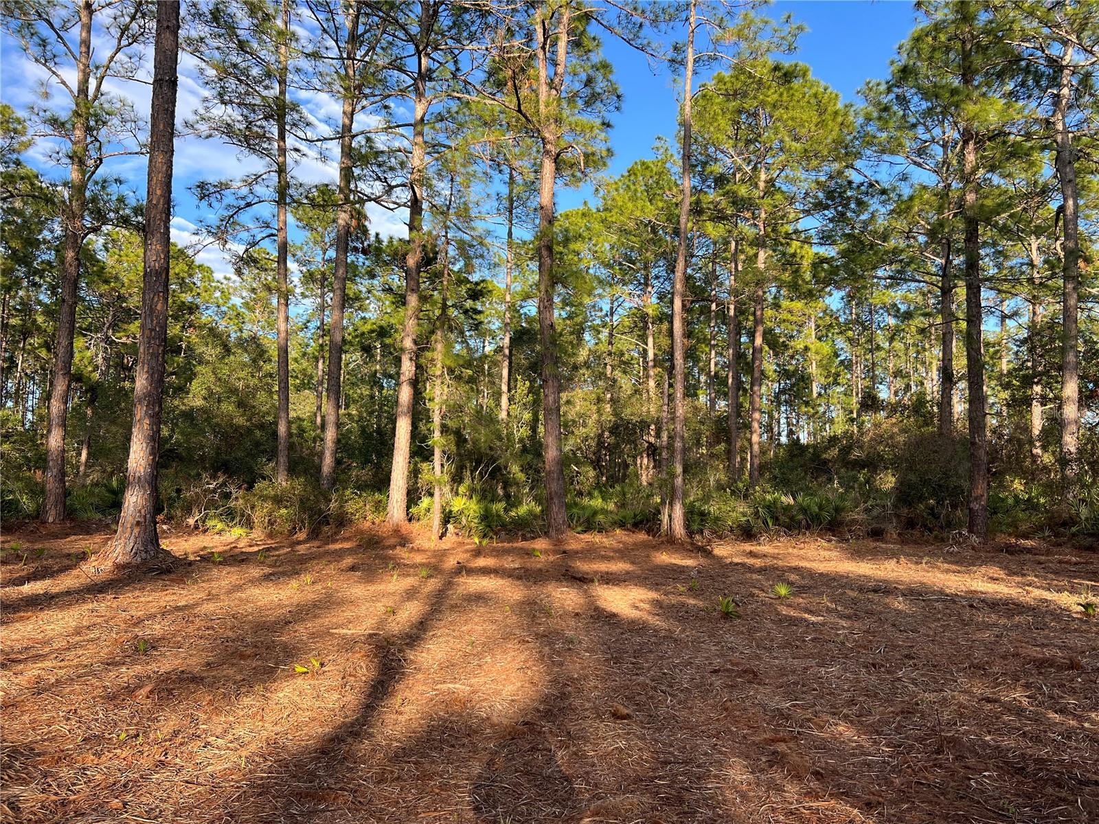 TBD CHINABERRY WAY, EUSTIS, FL, 32736