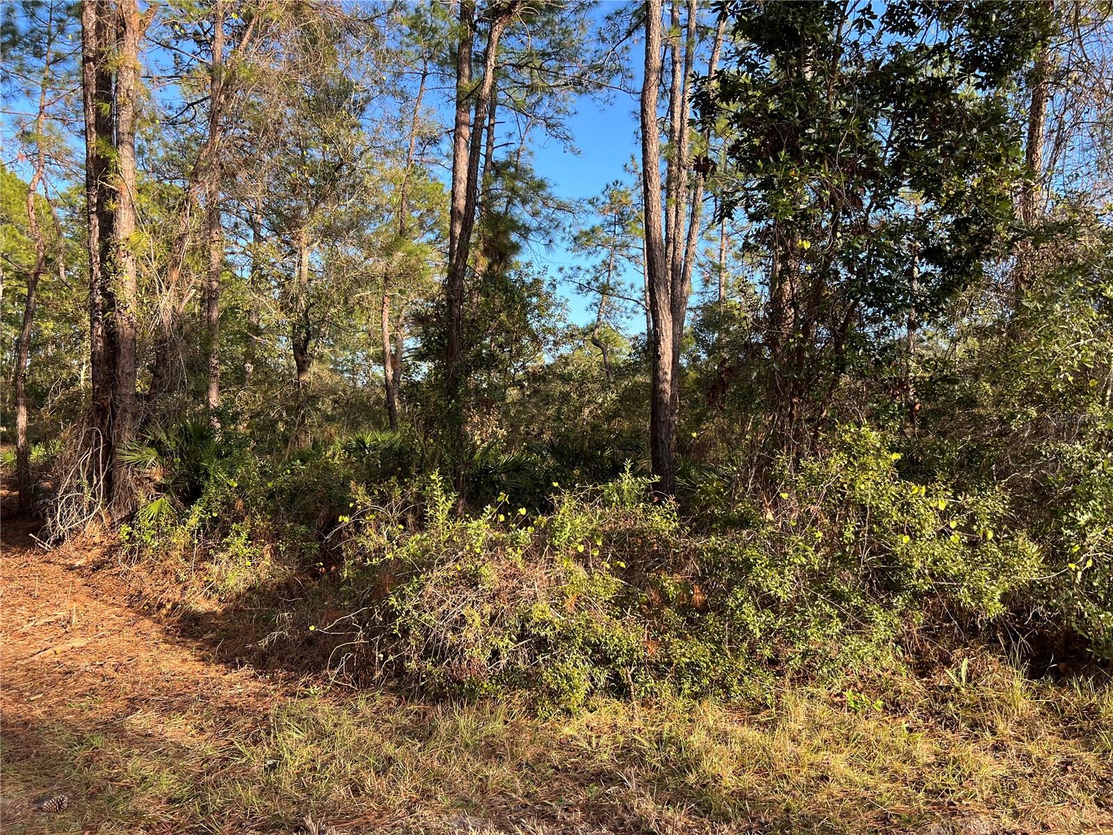 TBD CHINABERRY WAY, EUSTIS, FL, 32736