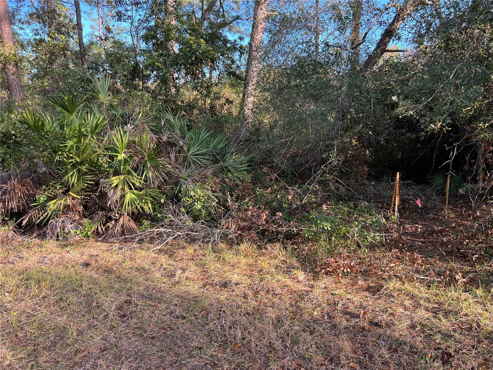TBD CHINABERRY WAY, EUSTIS, FL, 32736