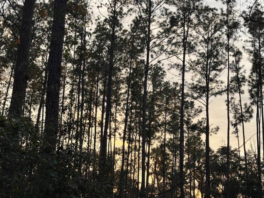 16290 NW 141 ST, ALACHUA, FL, 32615