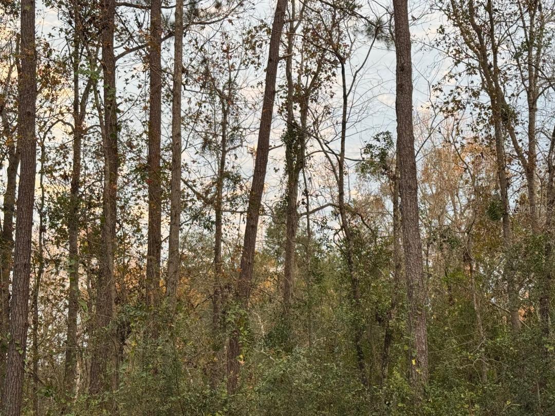 16290 NW 141 ST, ALACHUA, FL, 32615