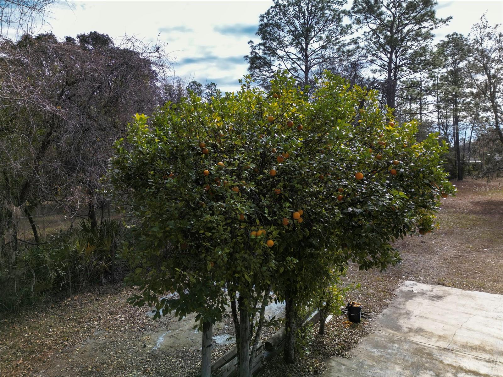 16782 SW 35TH ST, OCALA, FL, 34481