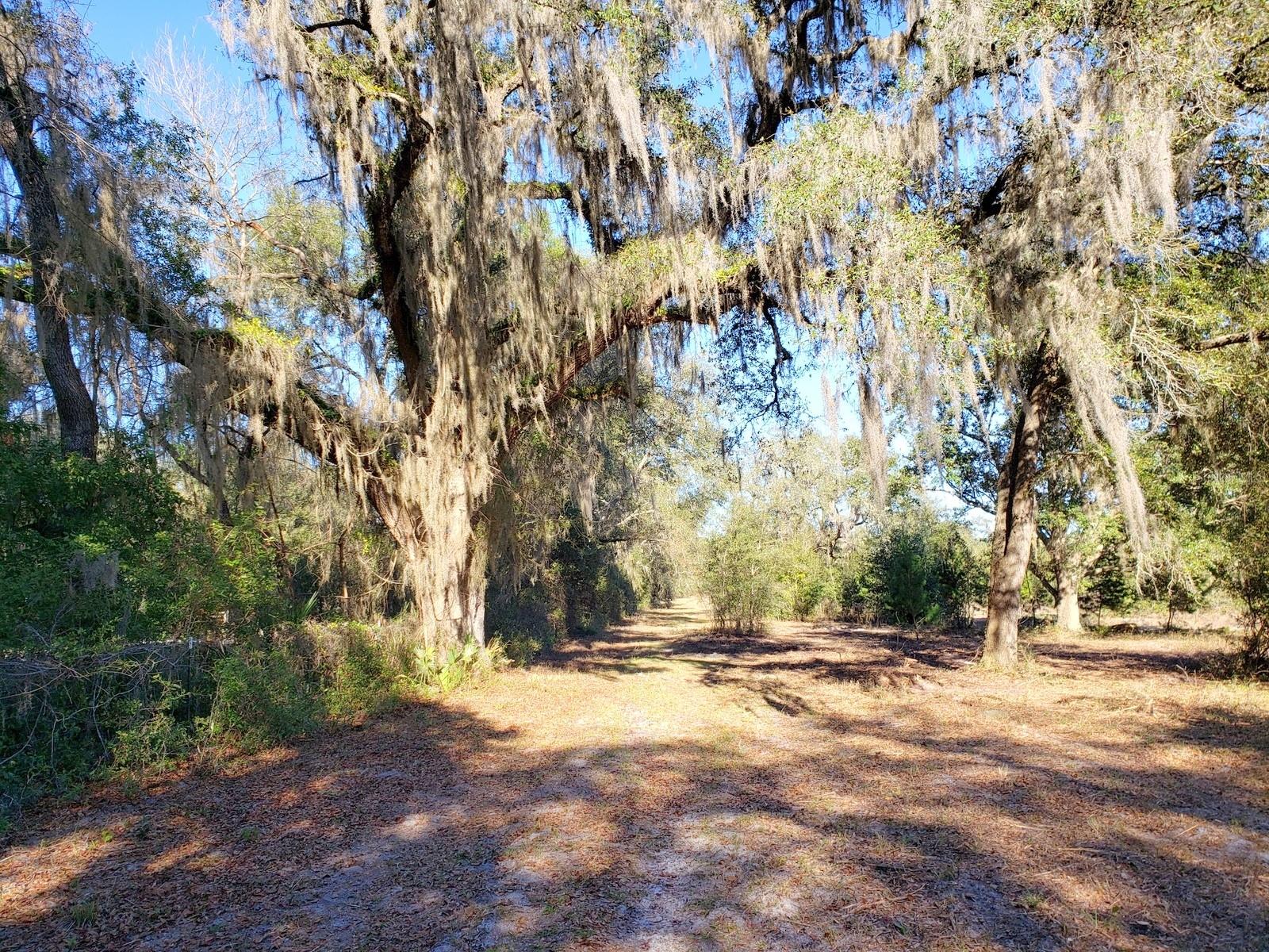 13ac & 11ac HWY 315, FORT MC COY, FL, 32134