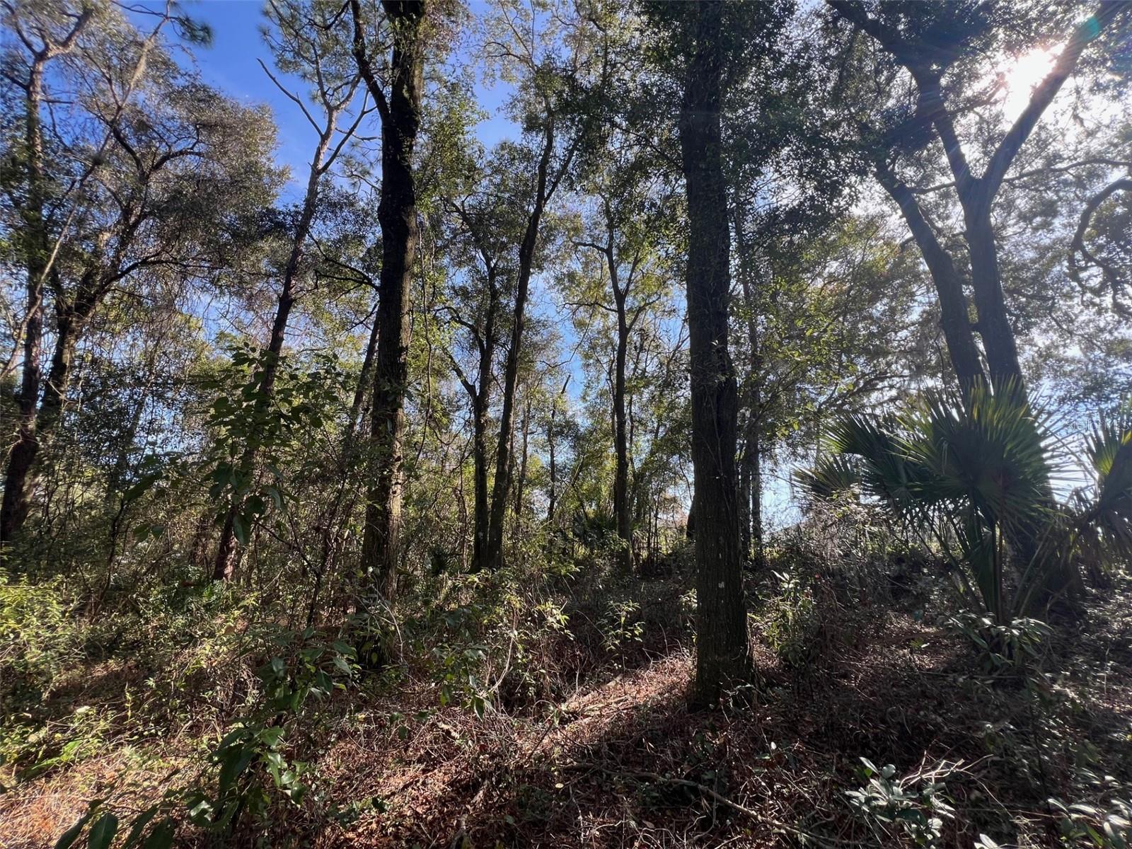 MERCERS FERNERY RD, DELAND, FL, 32720