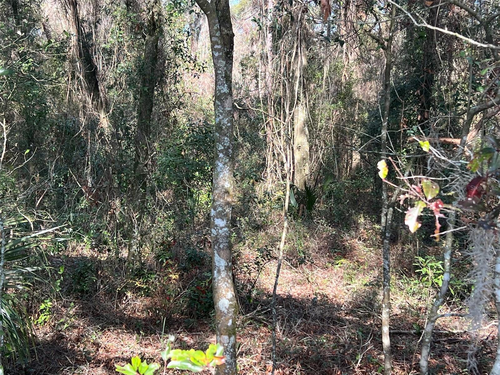 MERCERS FERNERY RD, DELAND, FL, 32720