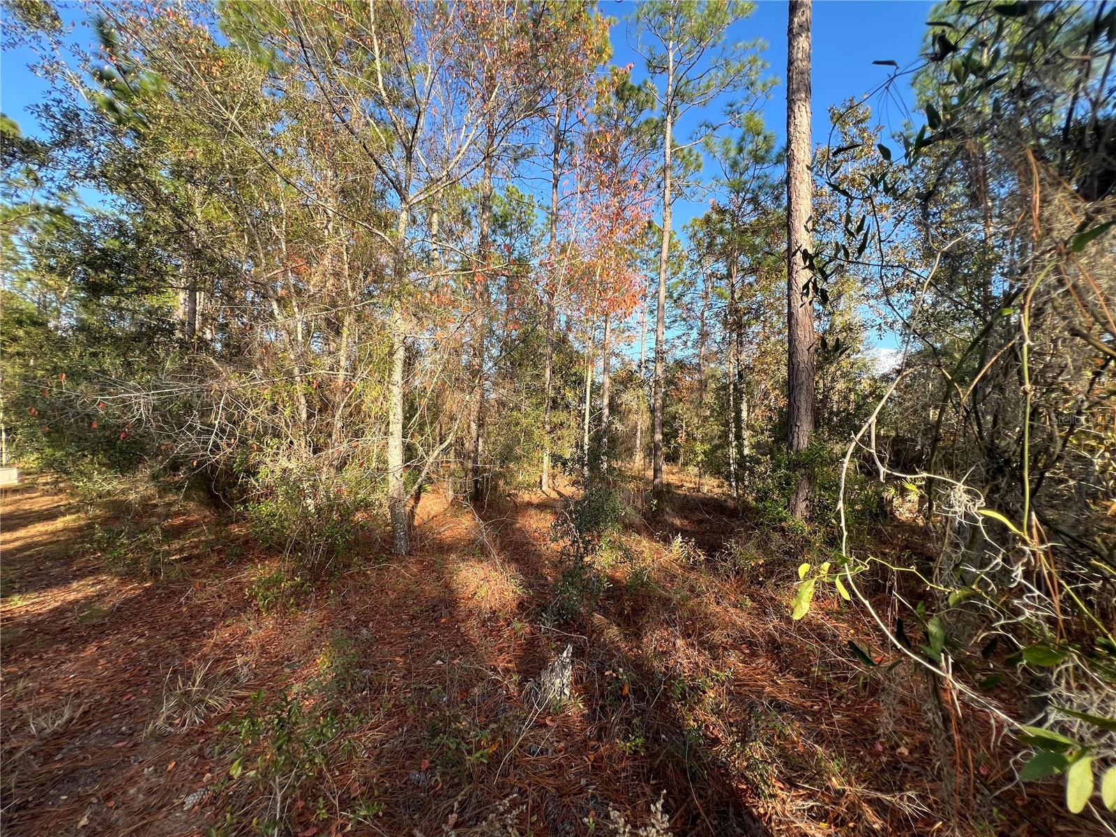 12251 NE 91 CT, ARCHER, FL, 32618