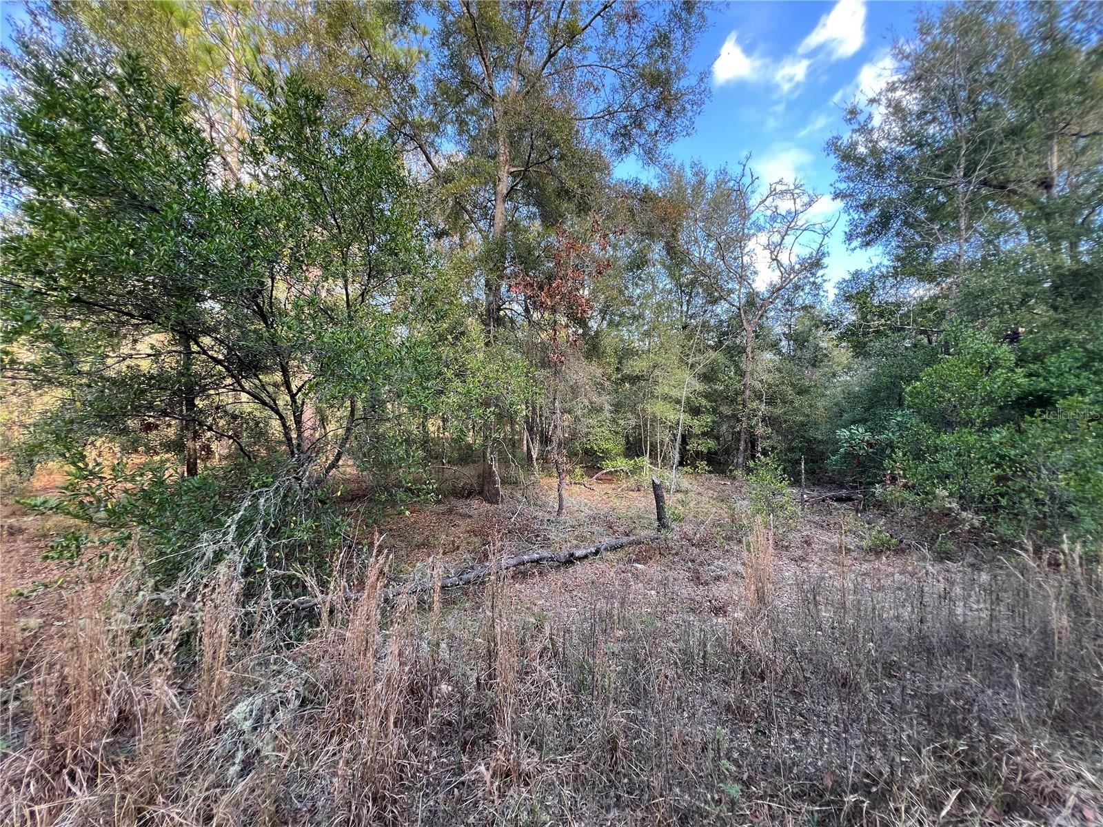NE 12 LN, WILLISTON, FL, 32696