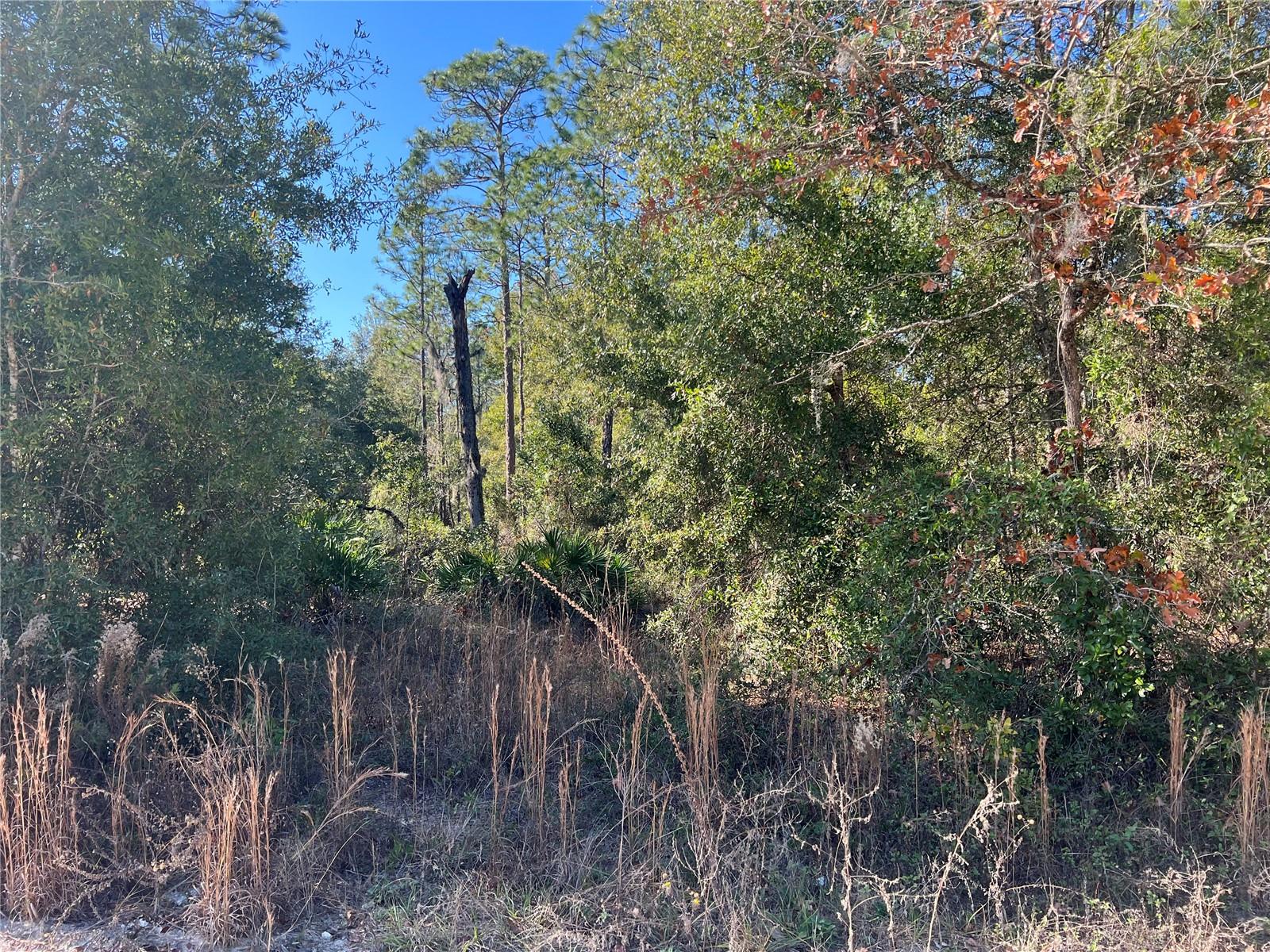 NE 142 AVE, WILLISTON, FL, 32696
