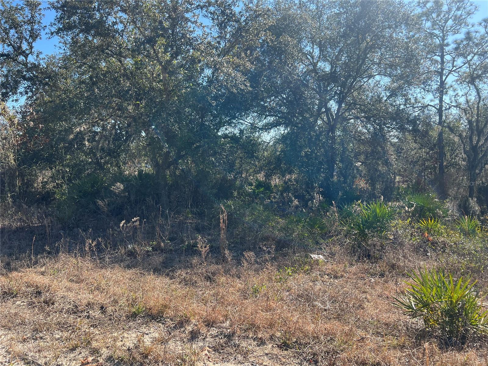 NE 62 LN, WILLISTON, FL, 32696