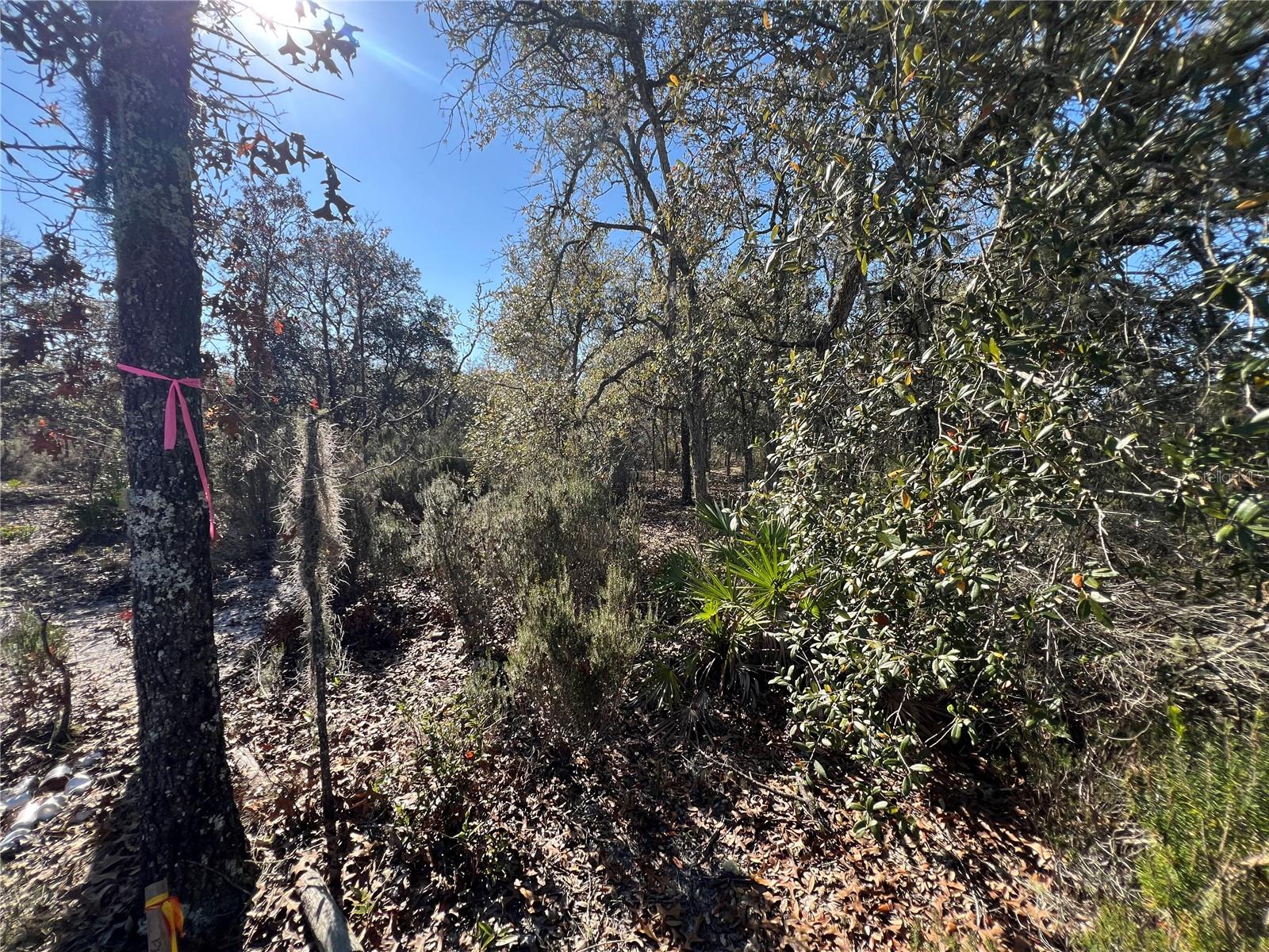 NE 67 LN, WILLISTON, FL, 32696