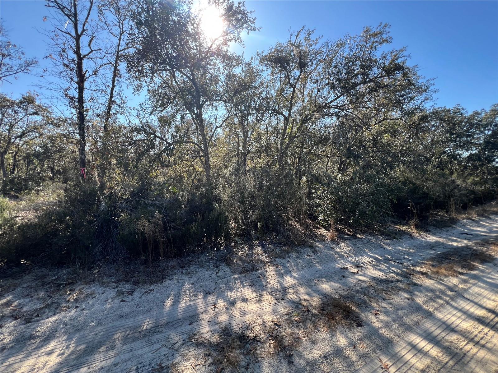 NE 67 LN, WILLISTON, FL, 32696