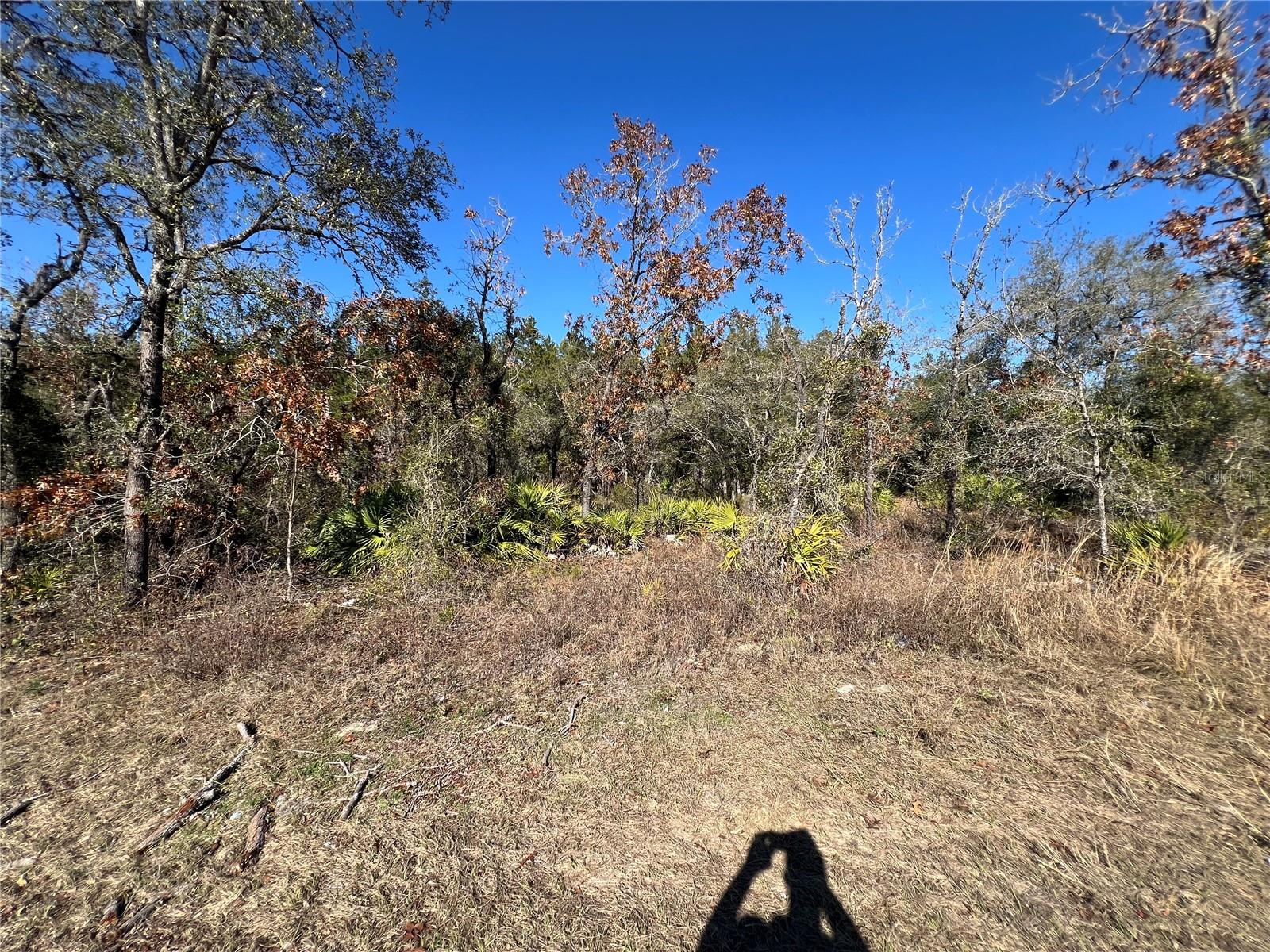 NE 69 LN, WILLISTON, FL, 32696