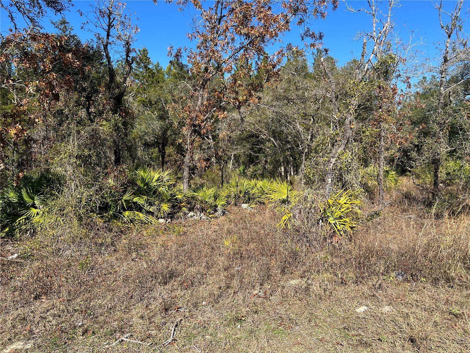 NE 69 LN, WILLISTON, FL, 32696