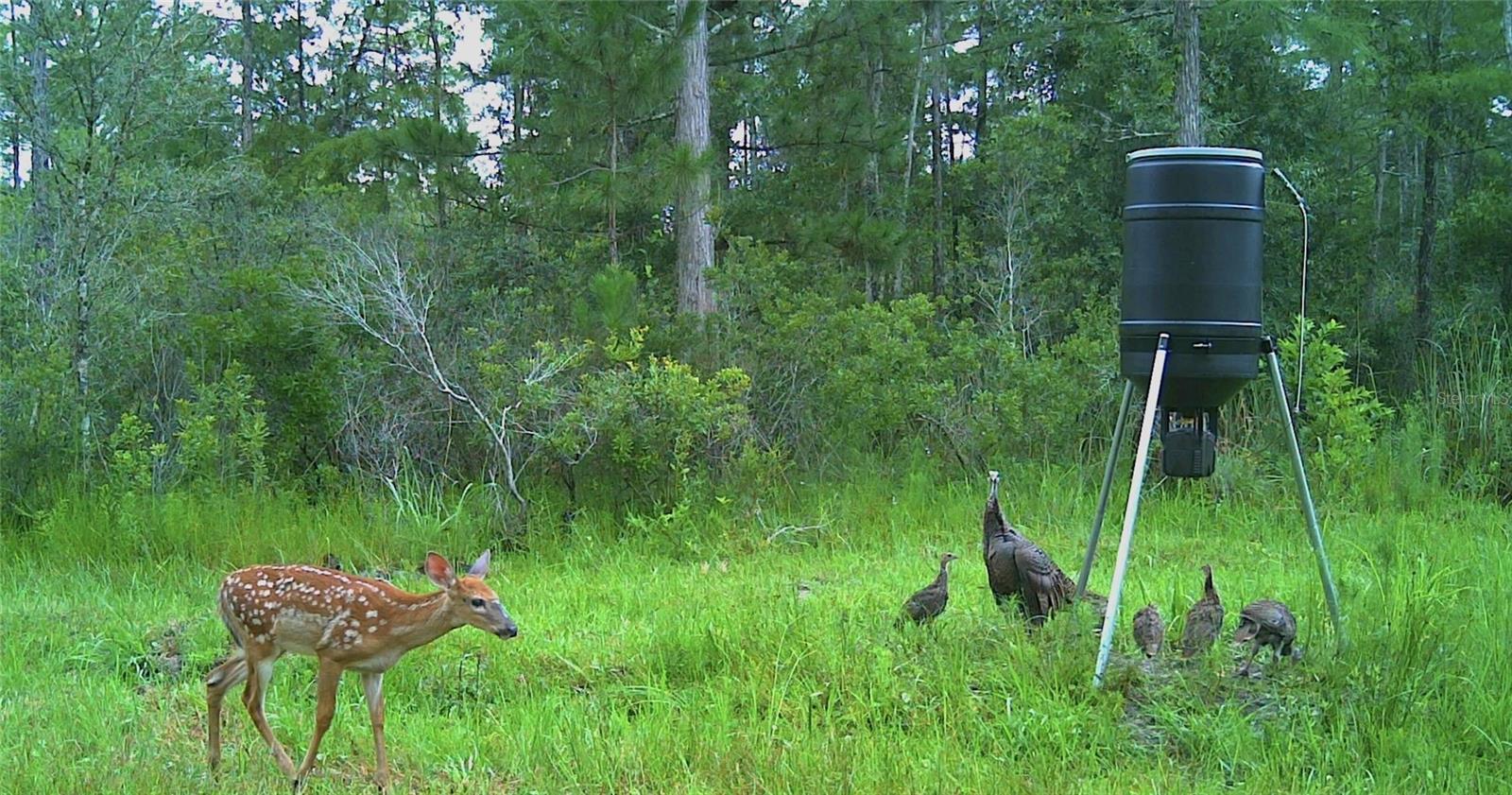 0000 NW CLYATT ROAD, CHIEFLAND, FL, 32626