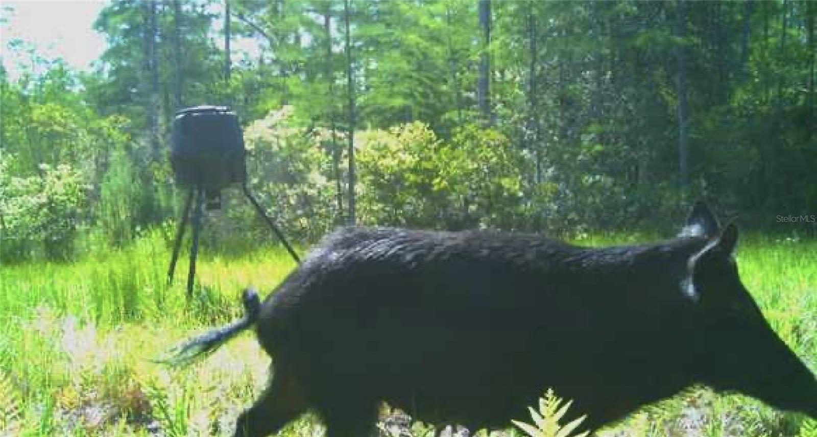 0000 NW CLYATT ROAD, CHIEFLAND, FL, 32626