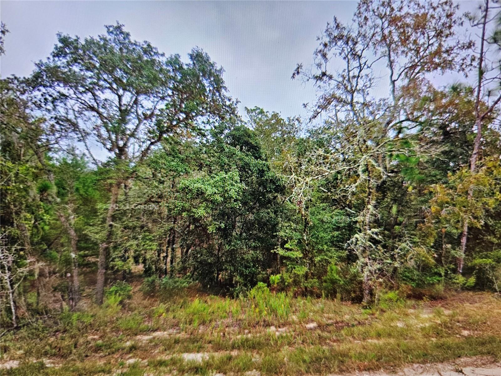 SE 4TH ST, WILLISTON, FL, 32696