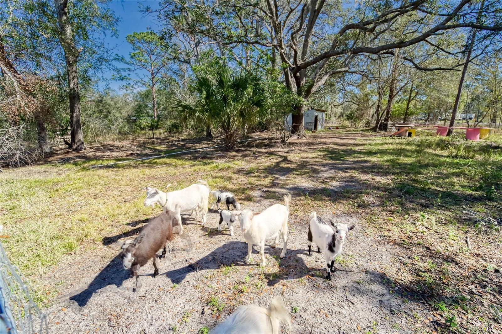 13215 SEMINOLE TRL, WIMAUMA, FL, 33598
