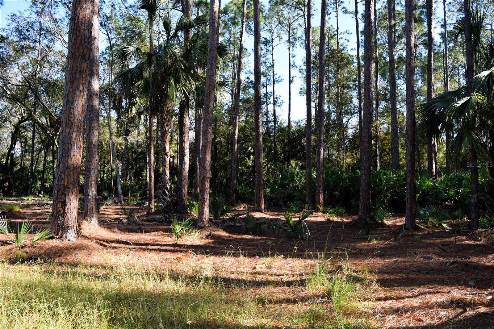 1289 TALL PINES DR, OSTEEN, FL, 32764
