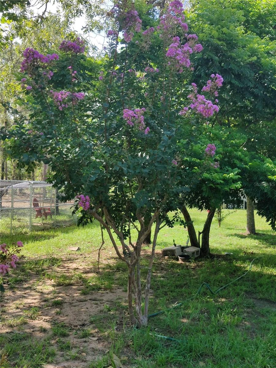 451 SE 140TH AVE, WILLISTON, FL, 32696