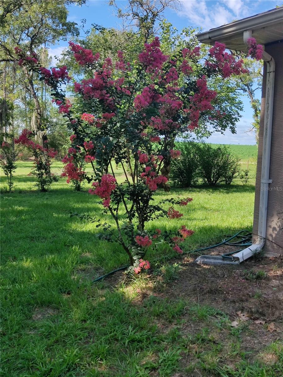 451 SE 140TH AVE, WILLISTON, FL, 32696