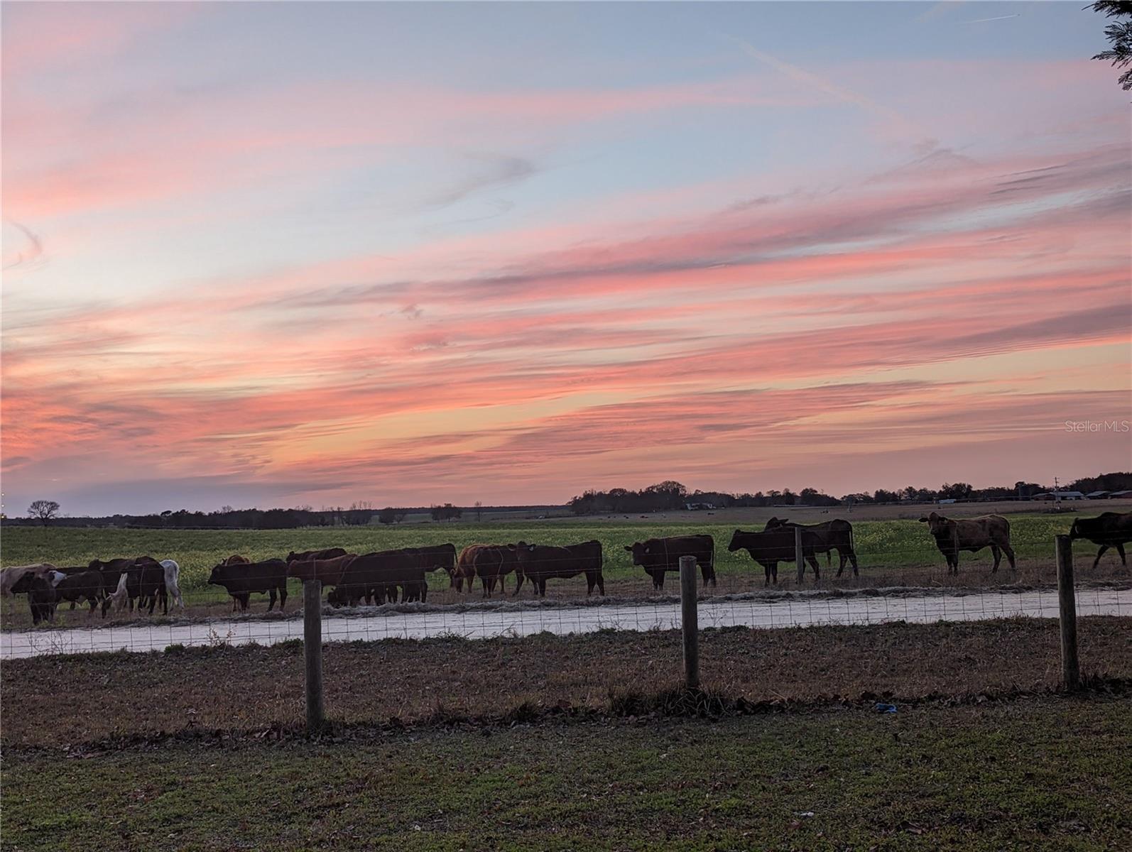 451 SE 140TH AVE, WILLISTON, FL, 32696