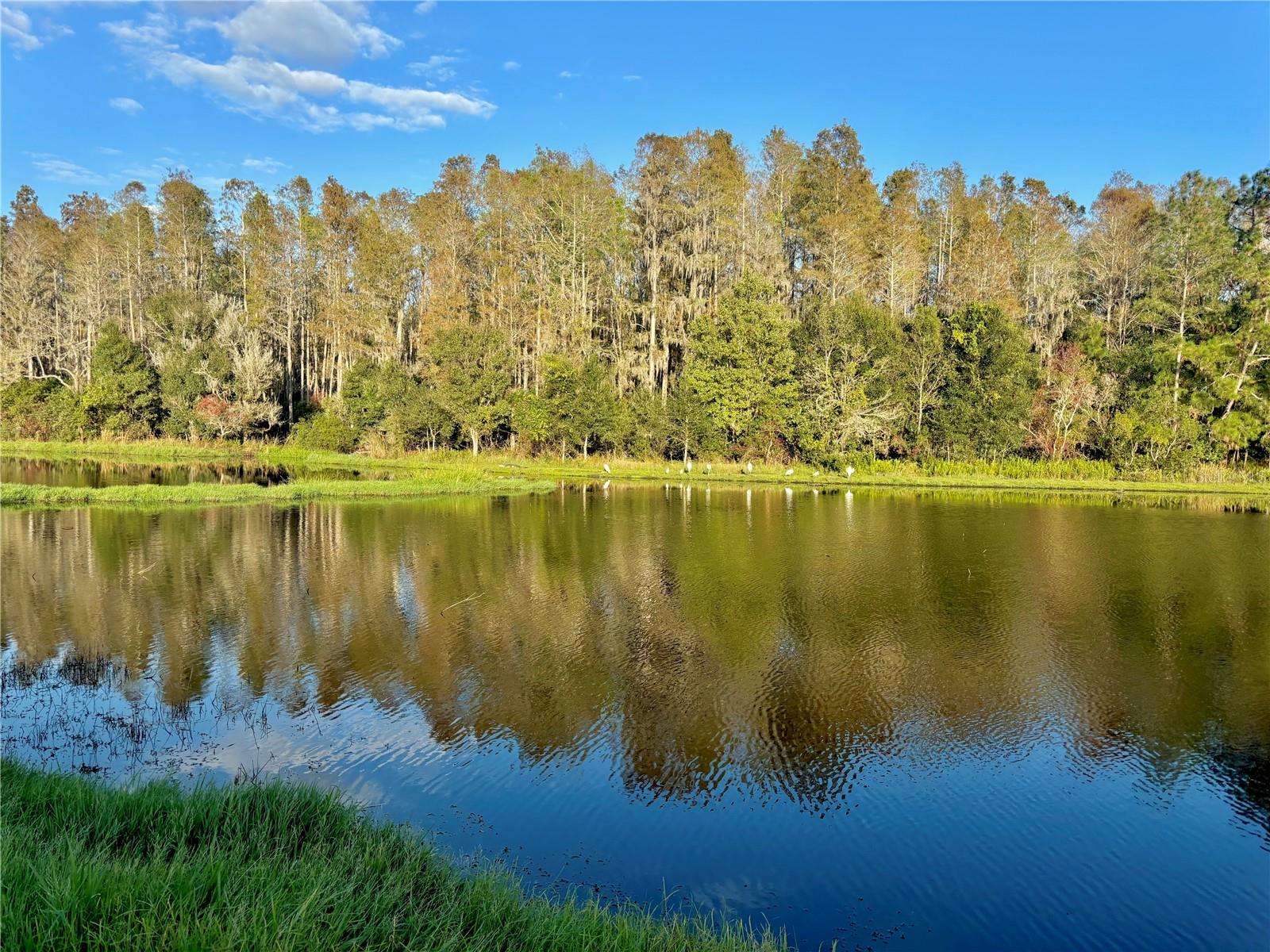 11777 CRESTRIDGE LOOP, NEW PORT RICHEY, FL, 34655
