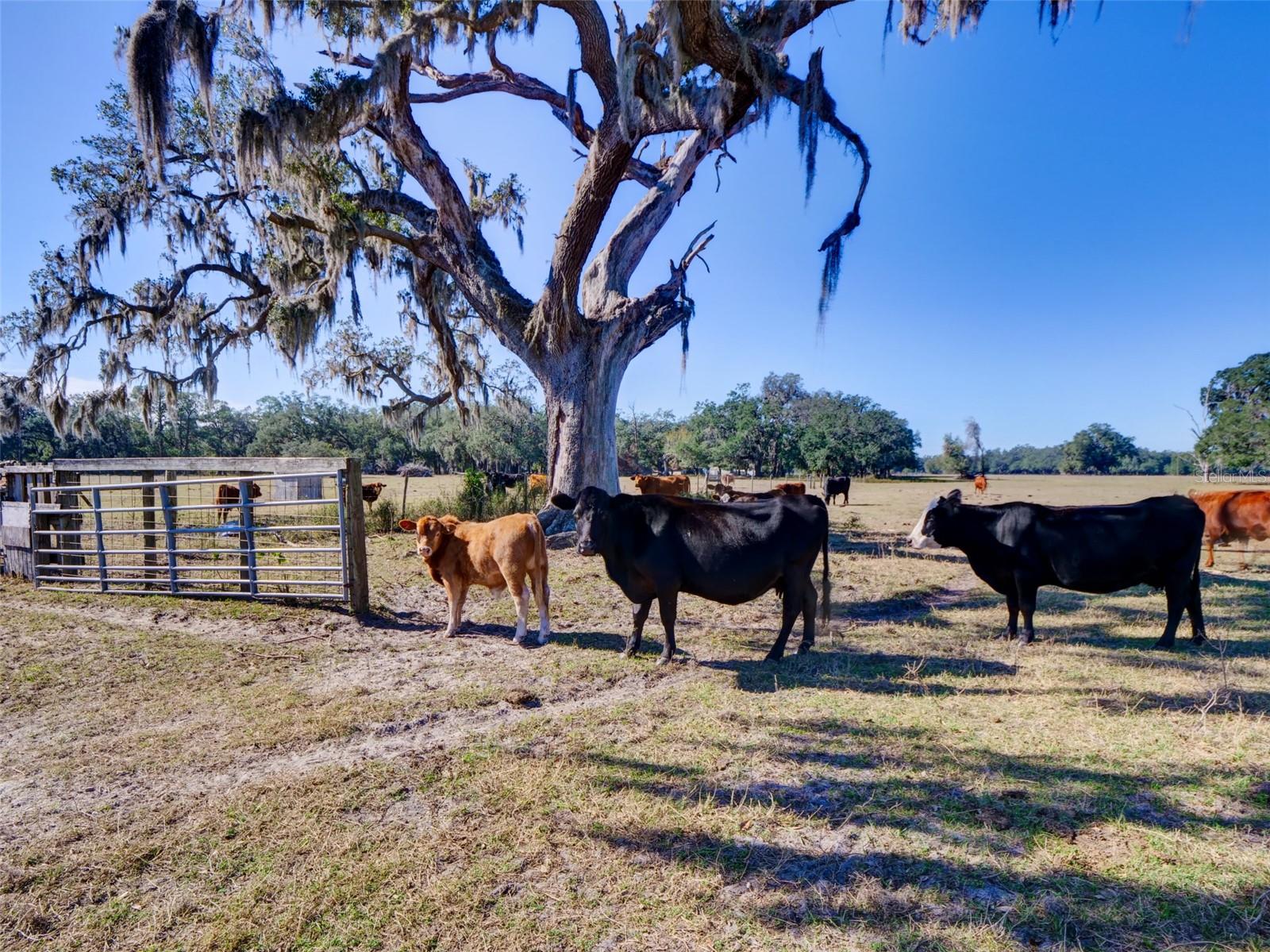 1199 CR 542G, BUSHNELL, FL, 33513