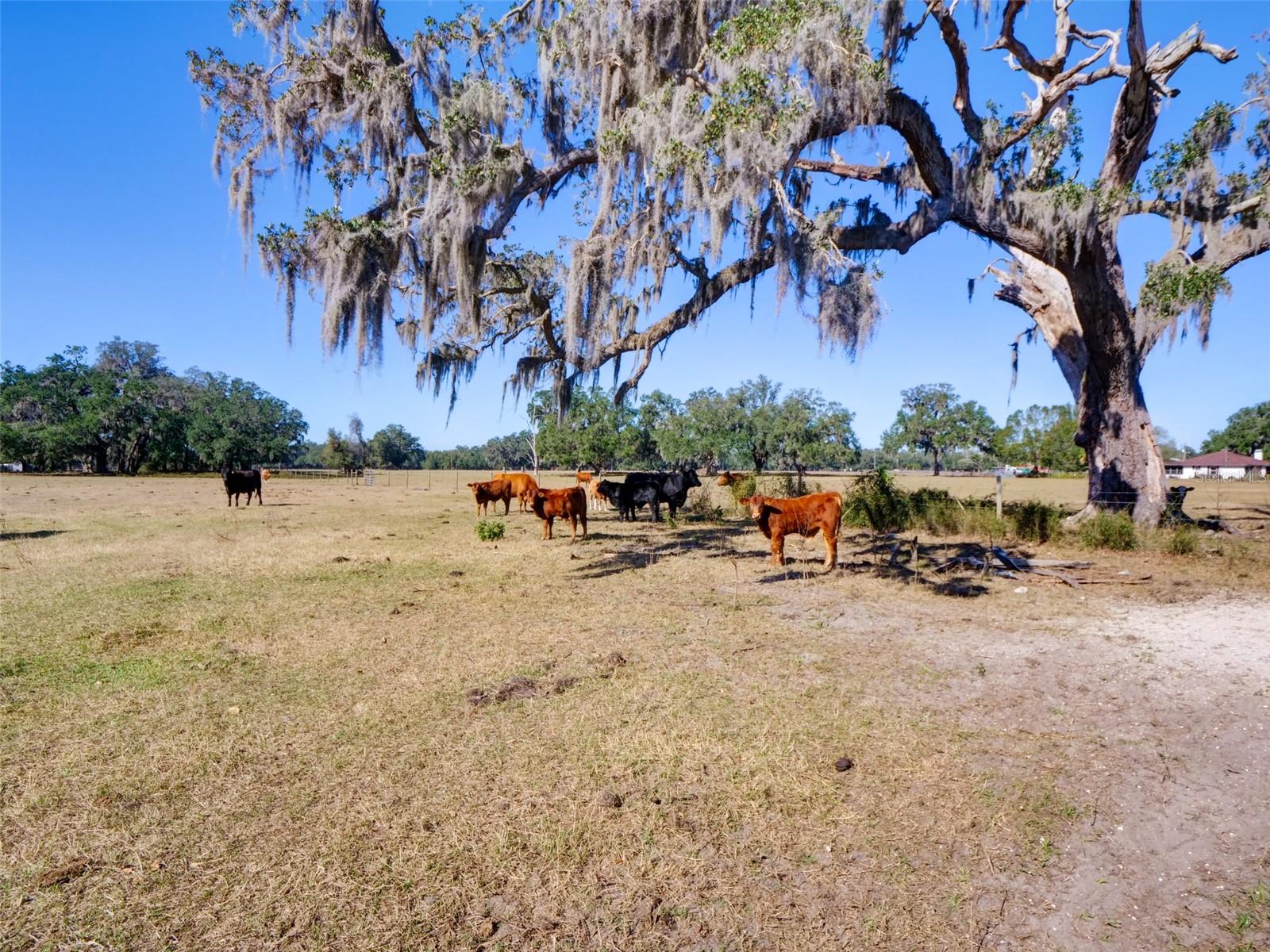 CR 542E, BUSHNELL, FL, 33513