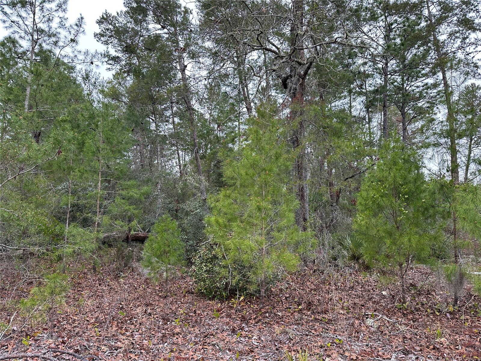 0000 SW 175TH LN, OCALA, FL, 34473