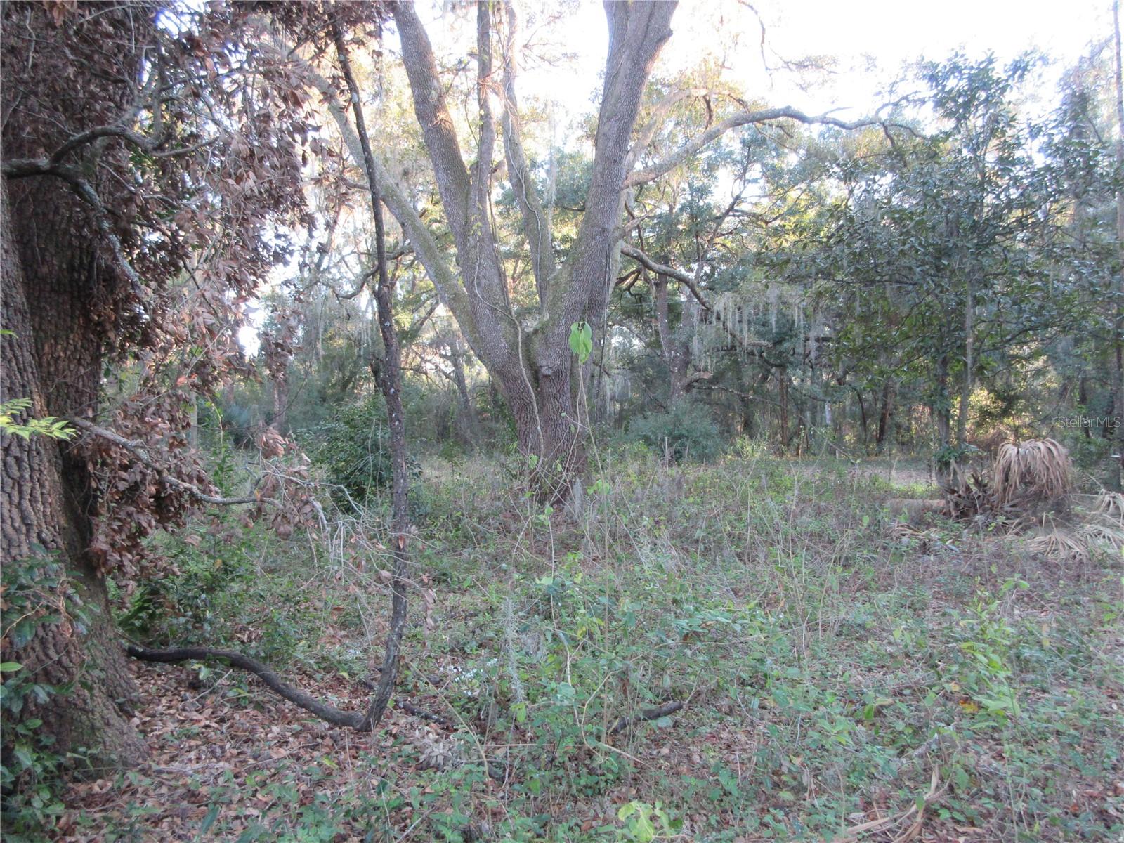 19165 SE 97TH PL, OCKLAWAHA, FL, 32179