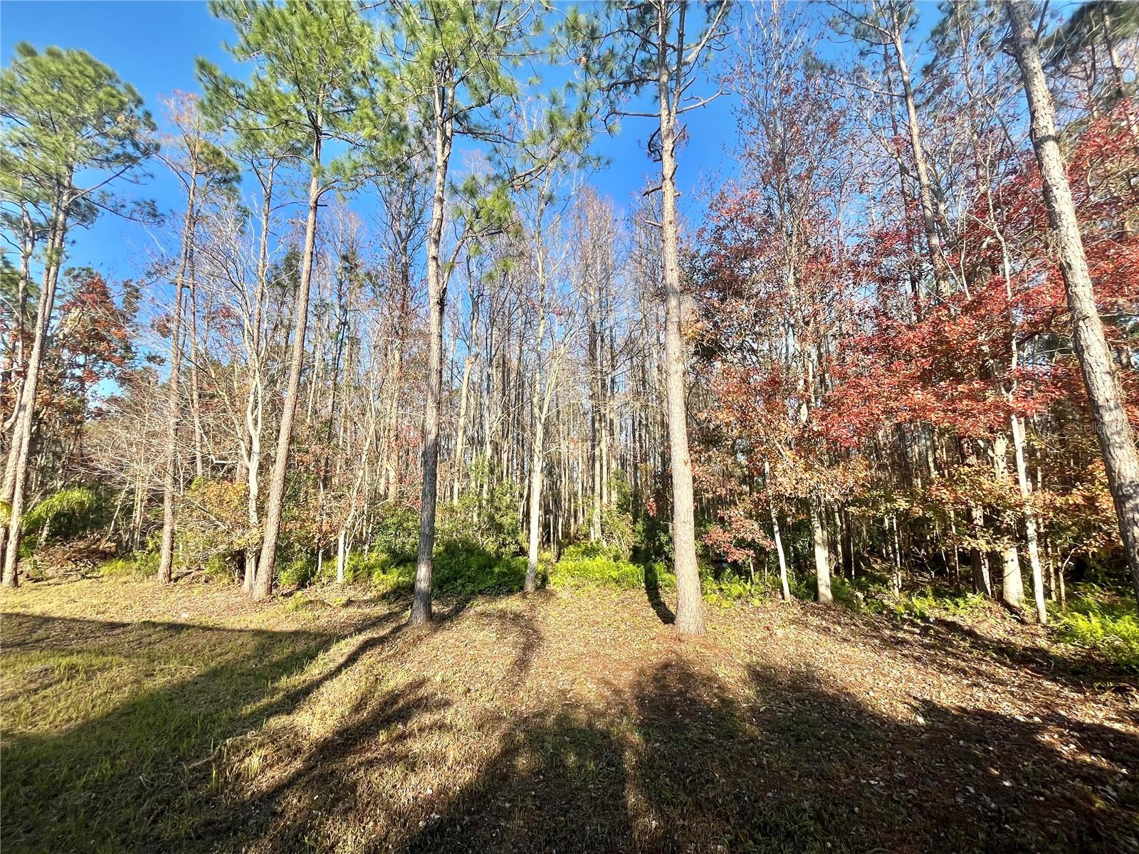 16754 IVY LAKE DR, ODESSA, FL, 33556