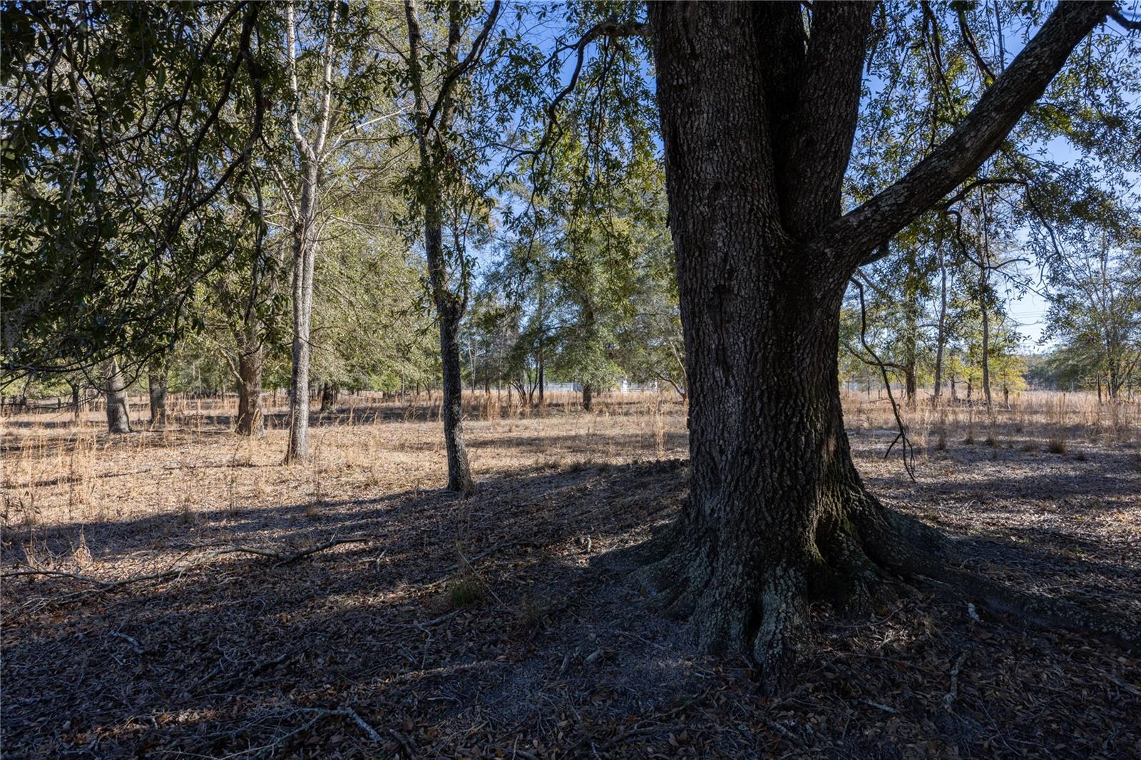 3209 NE 53RD TER, HIGH SPRINGS, FL, 32643