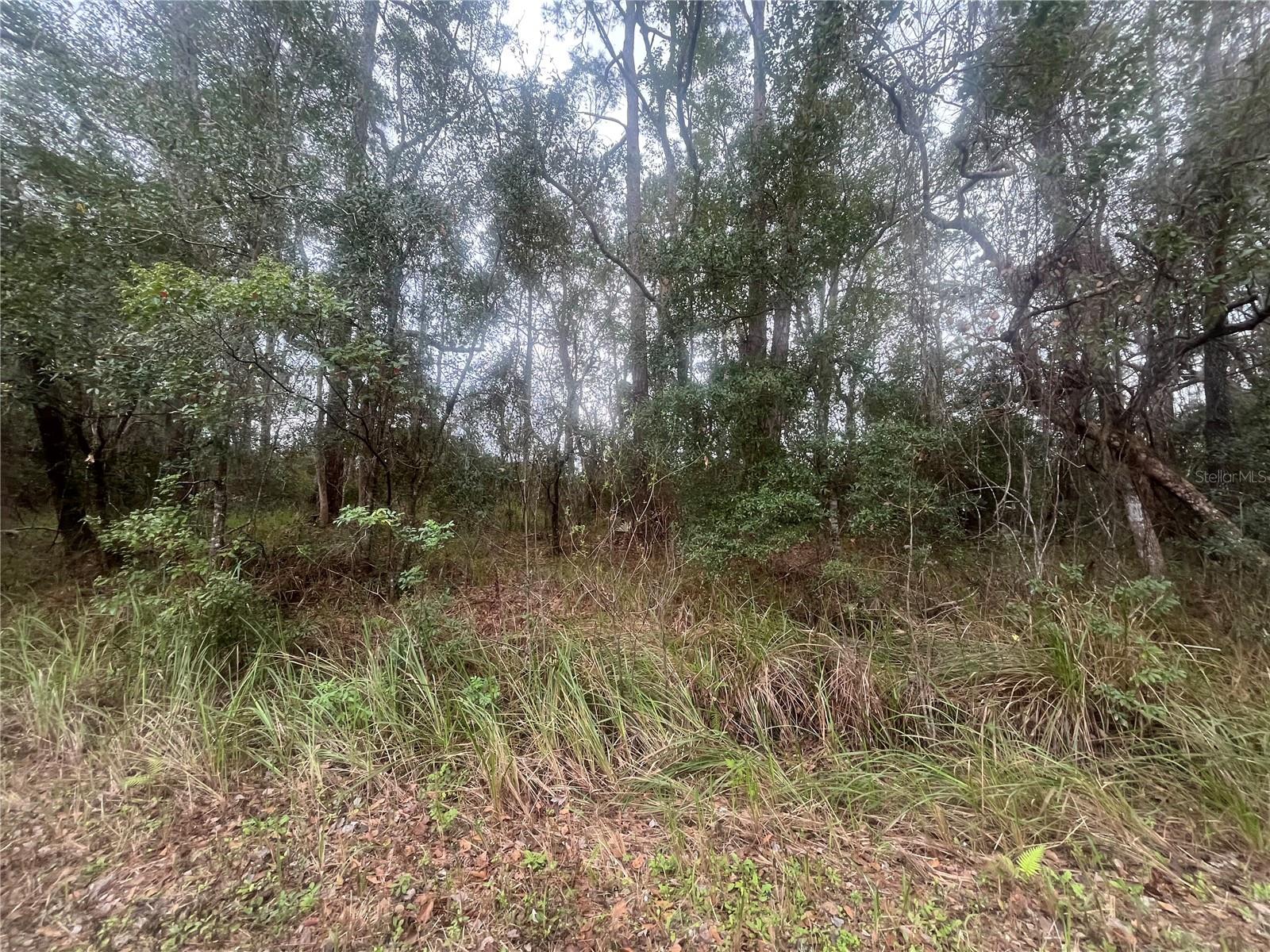 TBD LOCUST, OCALA, FL, 34472