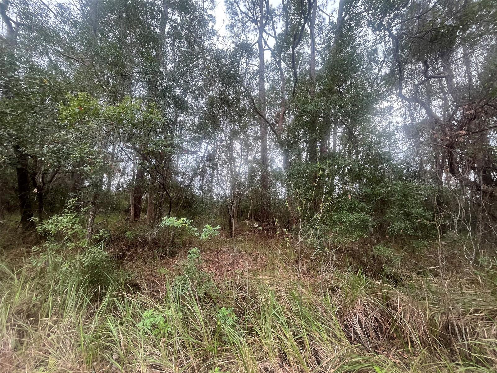 TBD LOCUST, OCALA, FL, 34472