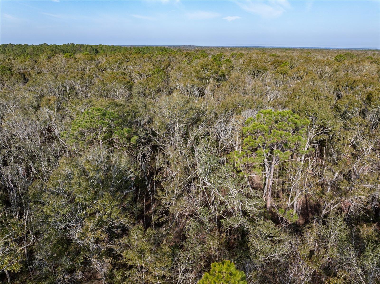 33RD RD, WELLBORN, FL, 32094