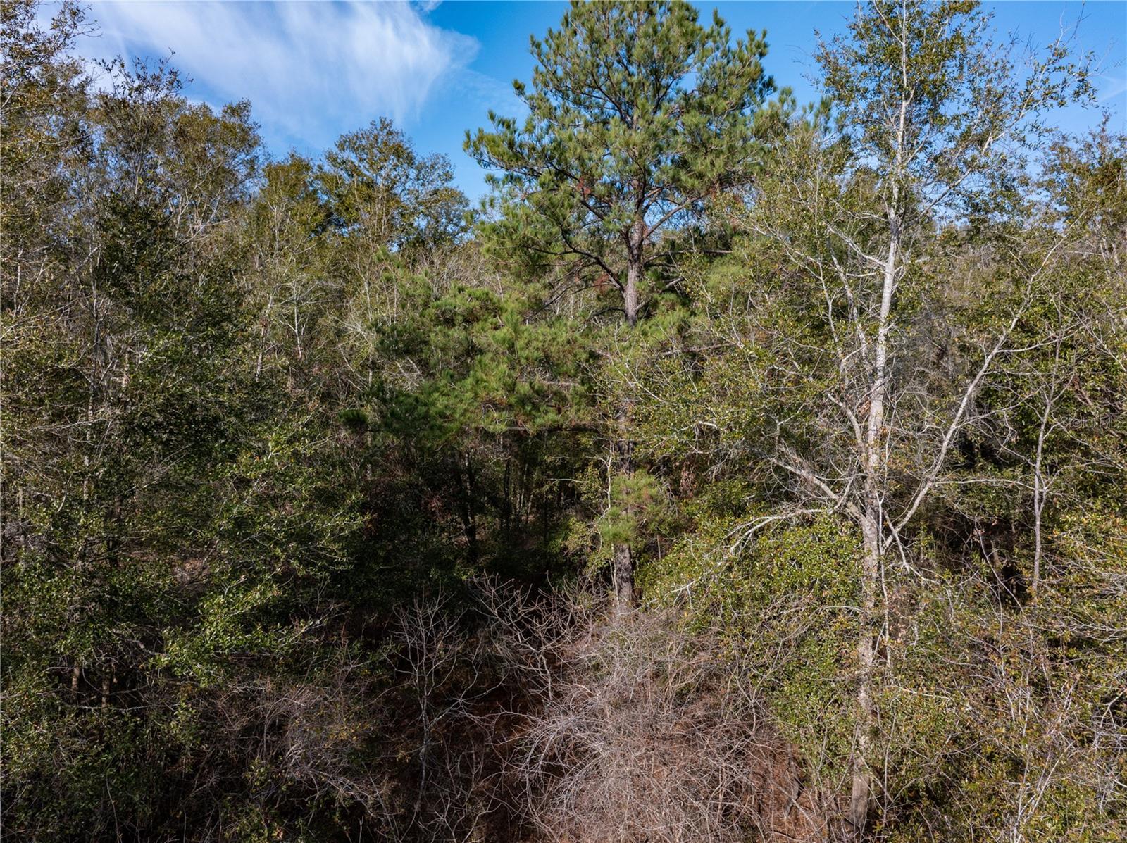 33RD RD, WELLBORN, FL, 32094