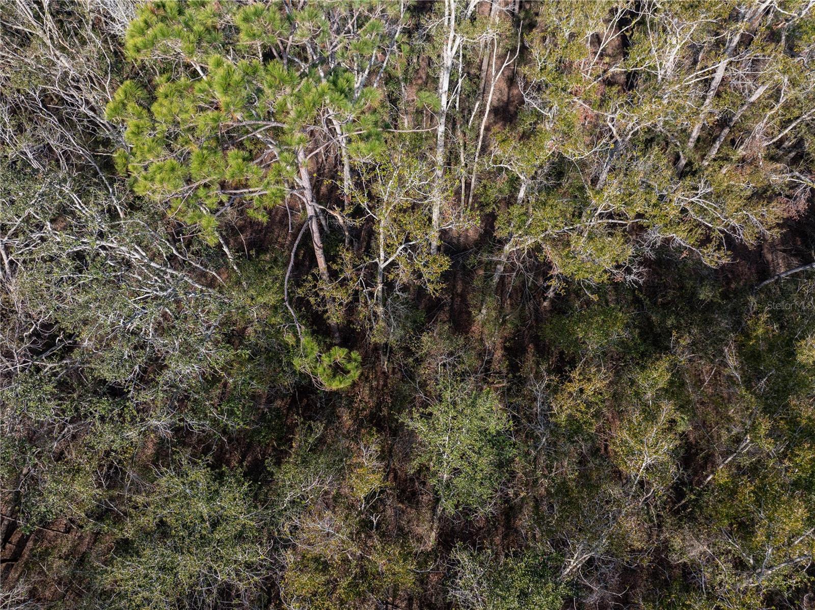 33RD RD, WELLBORN, FL, 32094