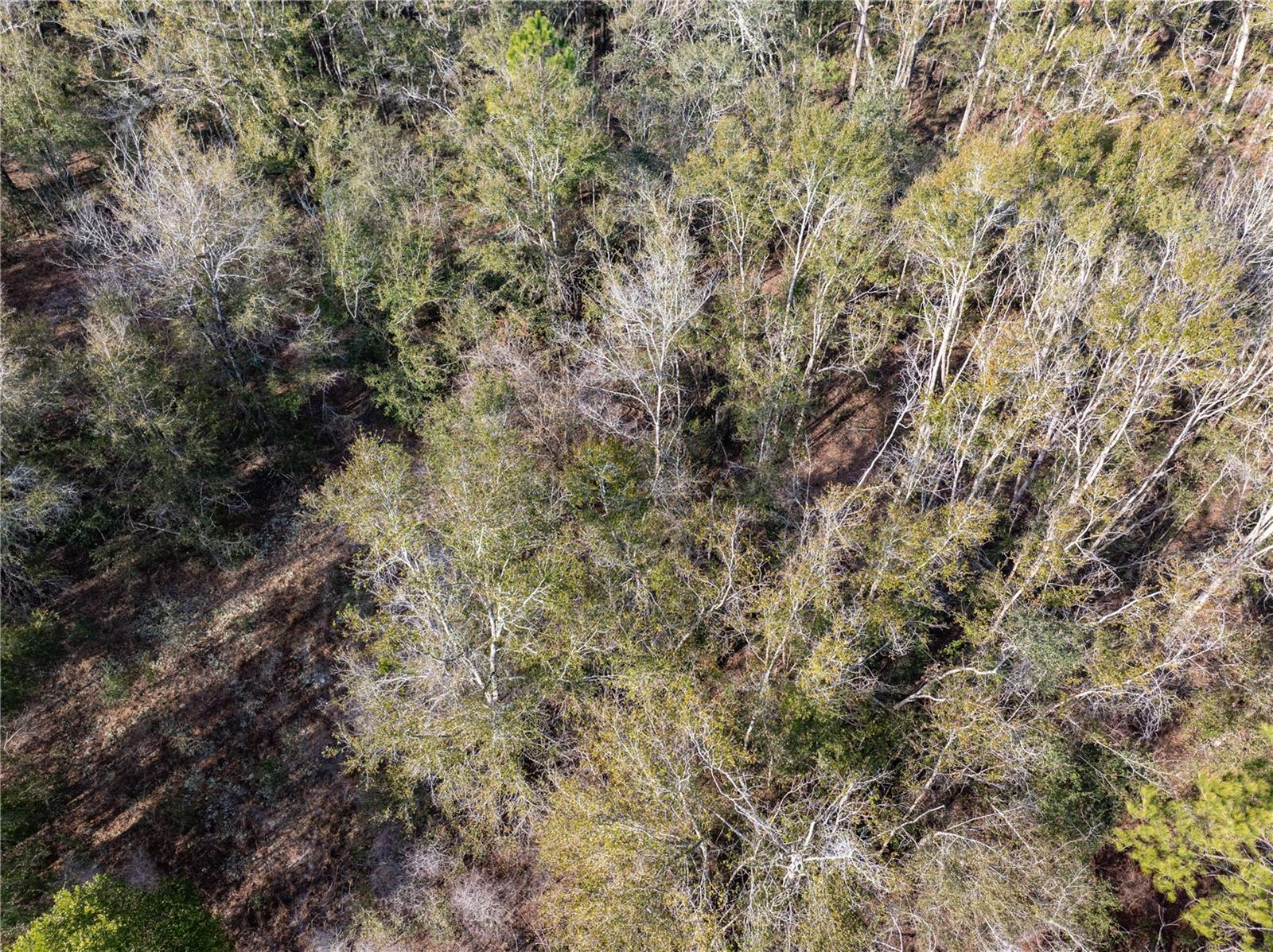 33RD RD, WELLBORN, FL, 32094