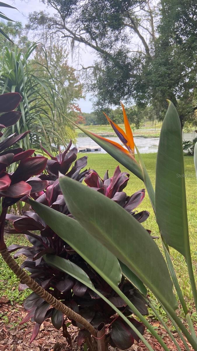 3645 MIRROR LAKE DR, APOPKA, FL, 32703