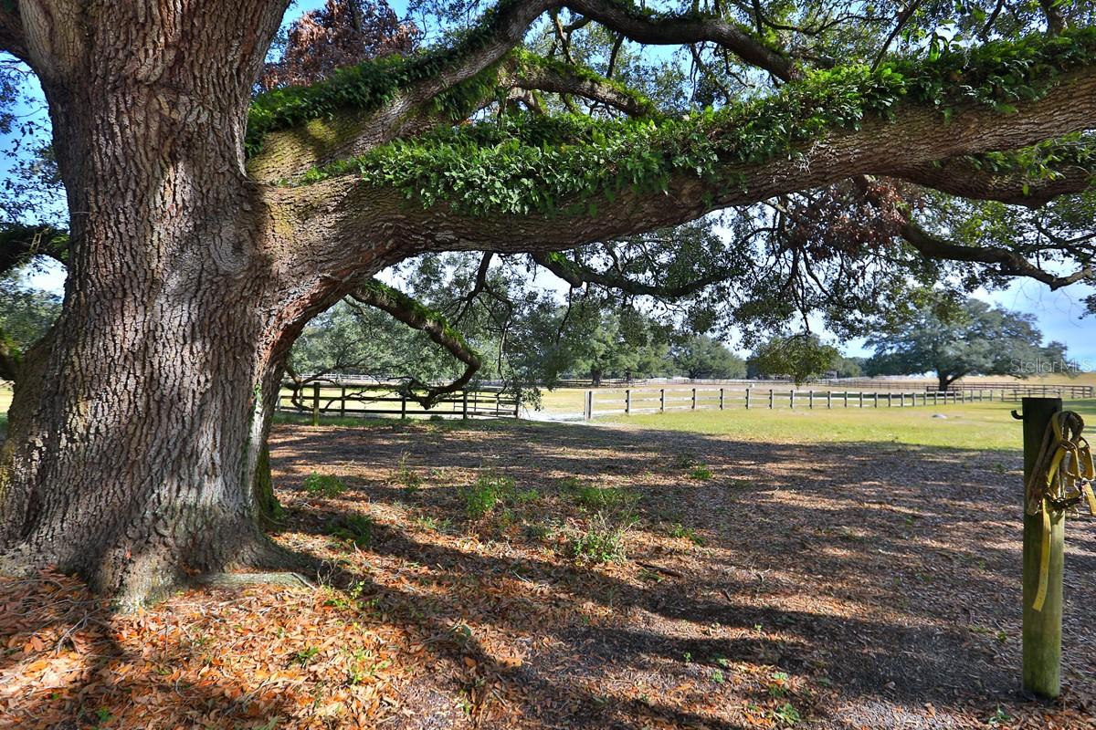 2756 COUNTY ROAD 204, OXFORD, FL, 34484