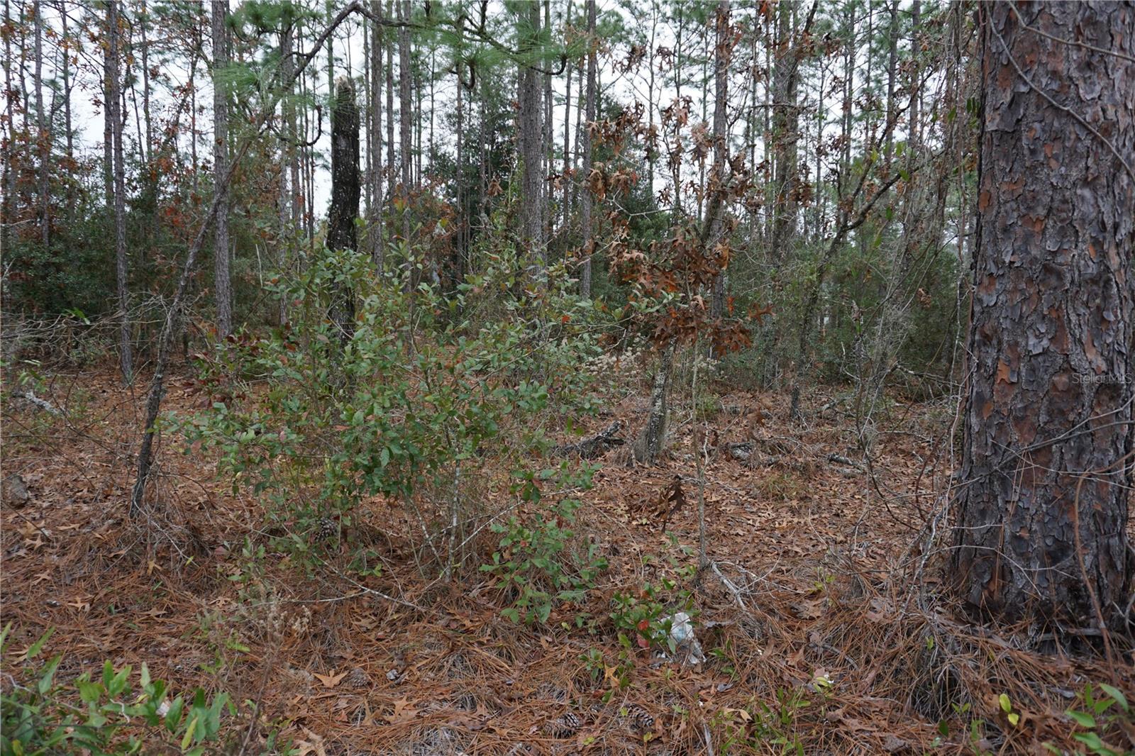 00 (TBD) SW 77 CT, OCALA, FL, 34473