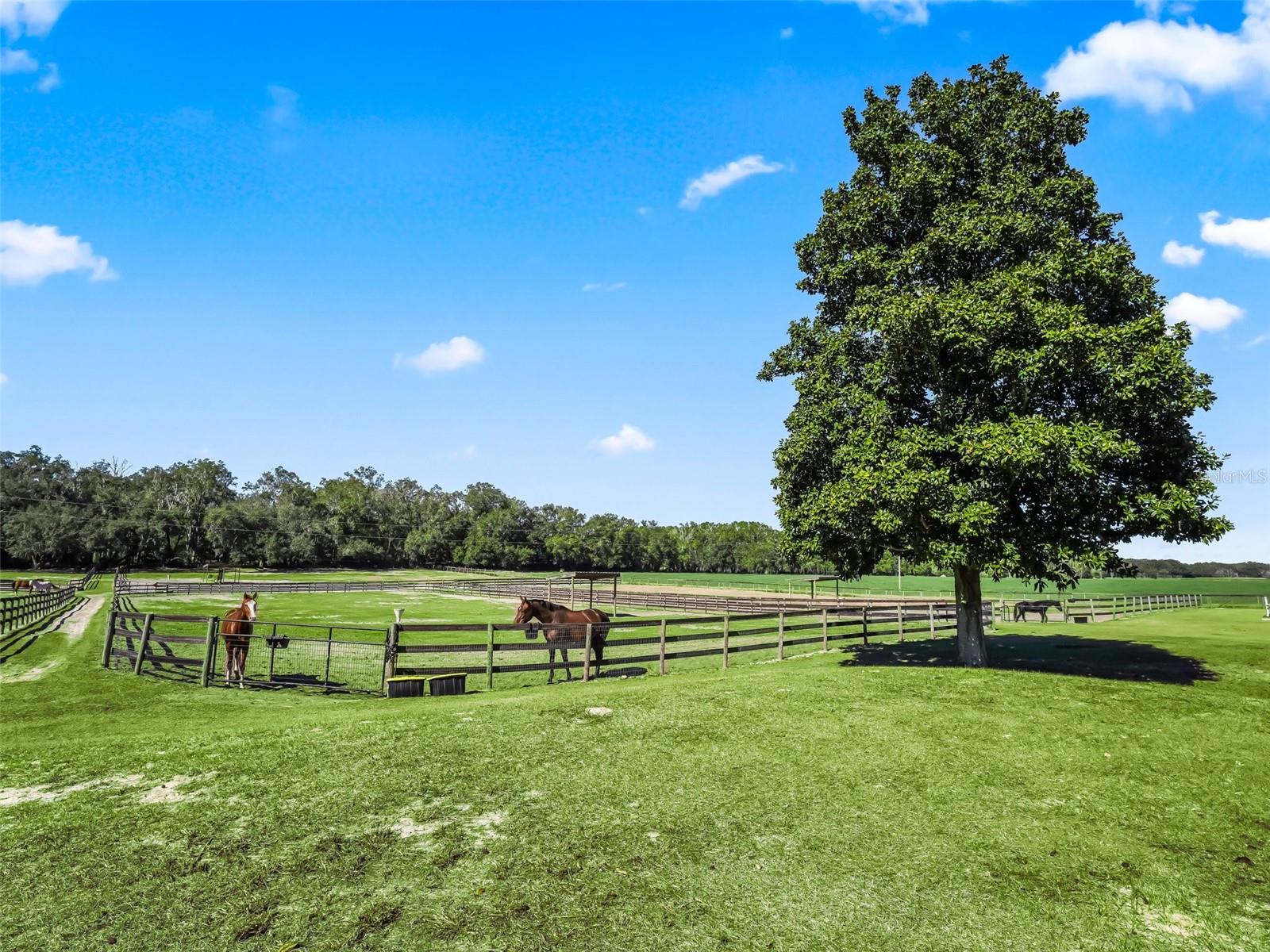 250 NE 195TH AVE, WILLISTON, FL, 32696