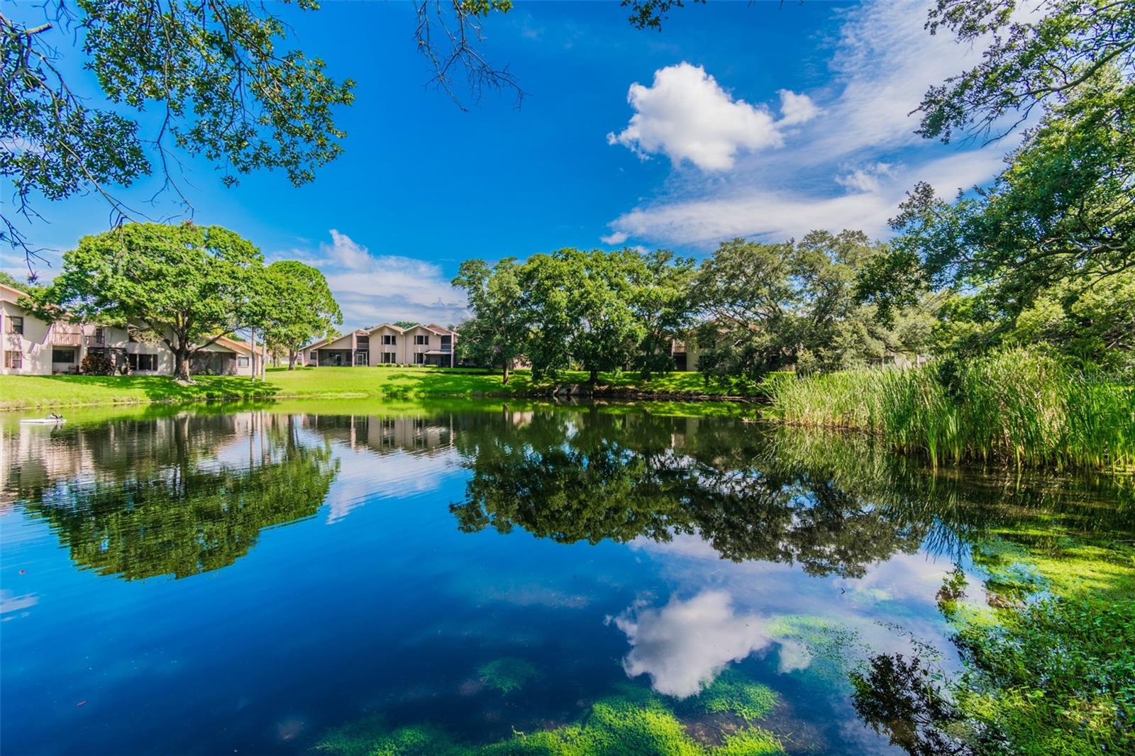 775 ROLLING HILLS DR, PALM HARBOR, FL, 34683