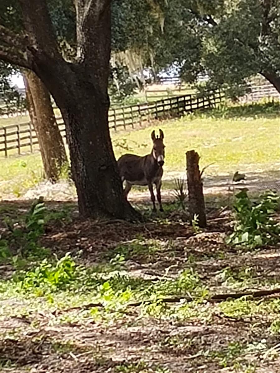 32919 COUNTY ROAD 437, SORRENTO, FL, 32776