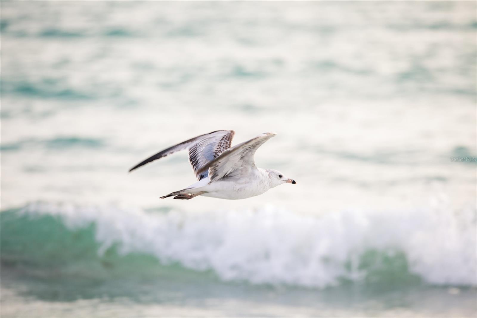 4857 PRIMROSE PATH, SARASOTA, FL, 34242