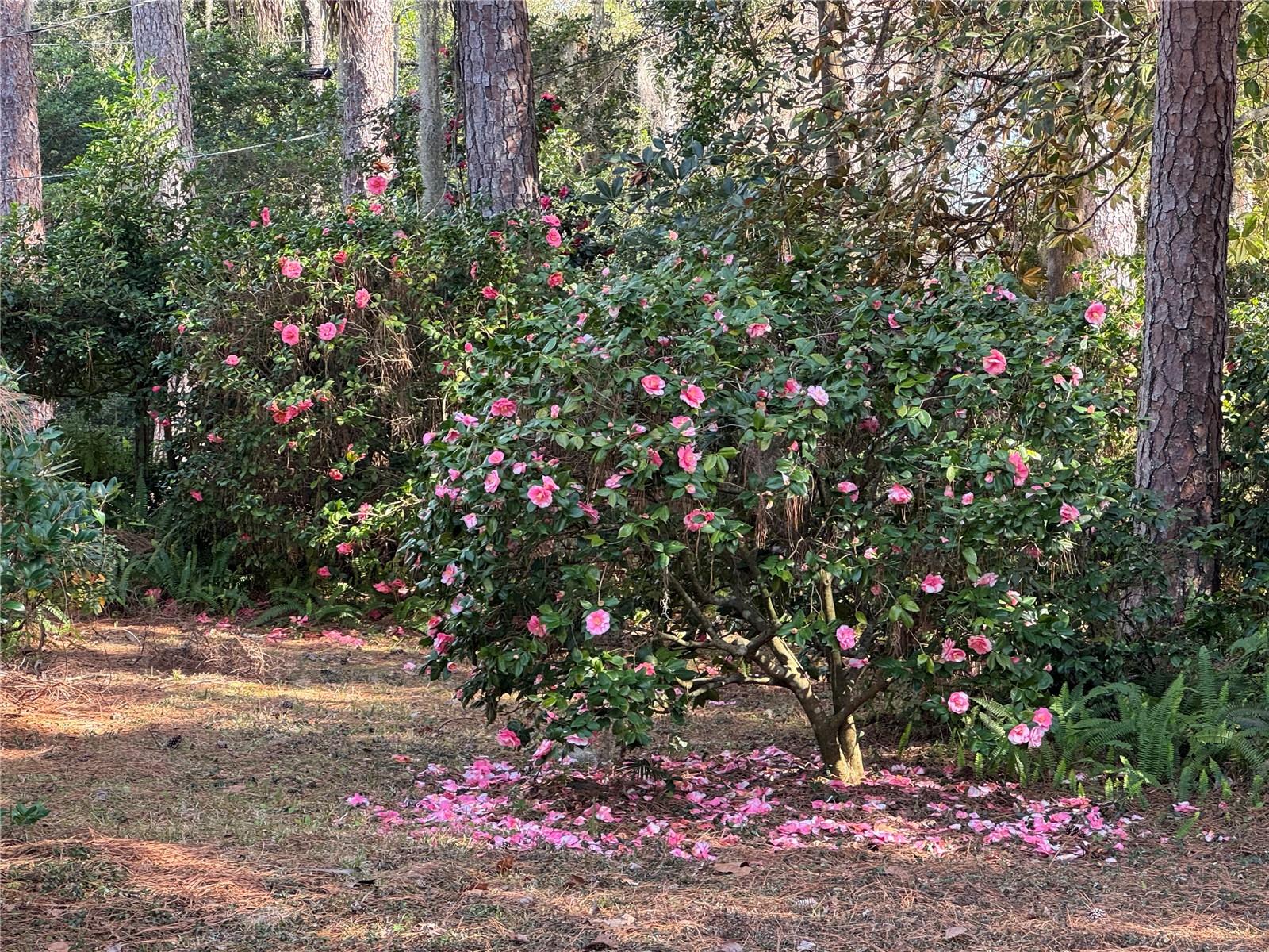 1807 NW 22ND DR, GAINESVILLE, FL, 32605