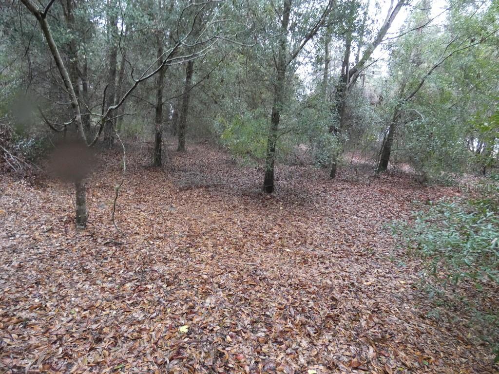 16213 CLARENCE LEE RD, GROVELAND, FL, 34736