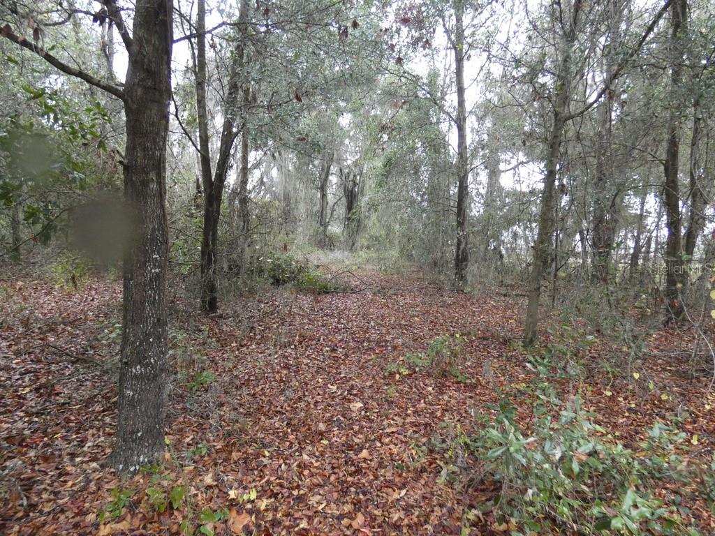 16213 CLARENCE LEE RD, GROVELAND, FL, 34736